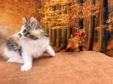 マンチカン(長足)【宮城県・女の子・2025年8月15日・ブラウンパッチドタビーホワイト】の写真6