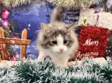 ノルウェージャンフォレストキャット【宮城県・女の子・2025年9月10日・ダイリュートキャリコ】の写真6