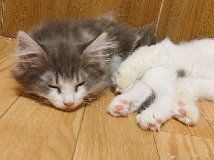 海老原　亜胡(えびはら　あこ)ブリーダー(千葉県・ノルウェージャンフォレストキャット・ICC登録)の紹介写真3