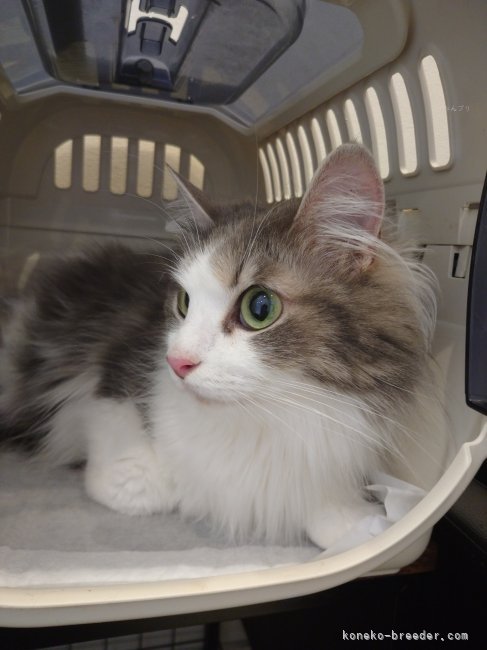海老原　亜胡(えびはら　あこ)ブリーダー(千葉県・ノルウェージャンフォレストキャット・ICC登録)の紹介写真4