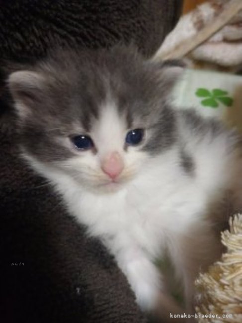 海老原　亜胡(えびはら　あこ)ブリーダー(千葉県・ノルウェージャンフォレストキャット・ICC登録)の紹介写真5