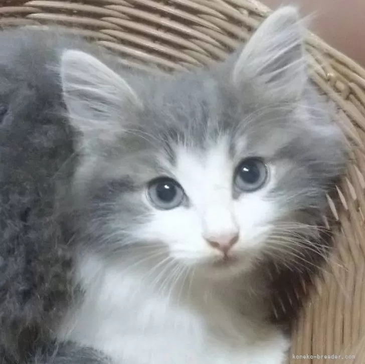 ID：2408-02614の子猫