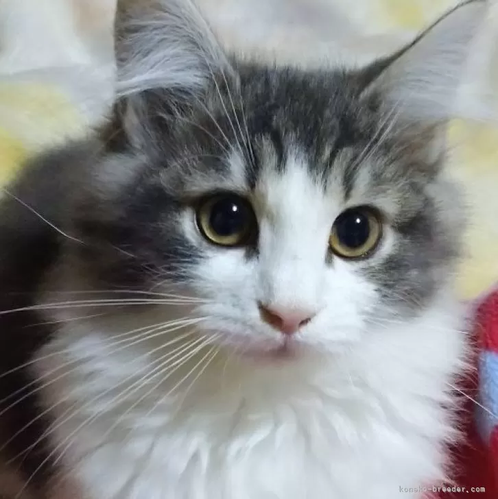 ID：2409-00555の子猫