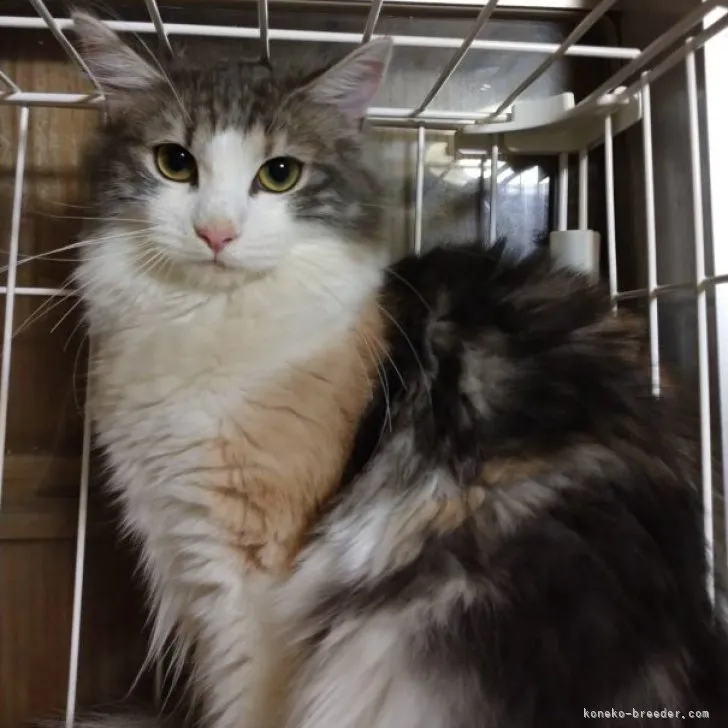 ID:2301-00357の子猫