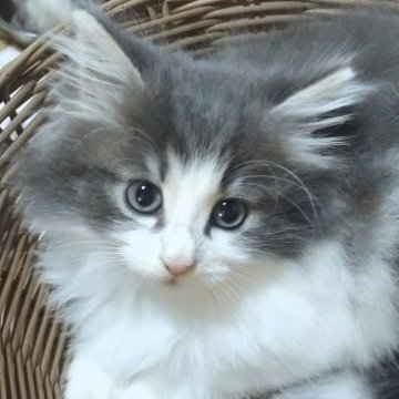 ノルウェージャンフォレストキャット【千葉県・男の子・2024年8月4日・ブルータビー&ホワイト（ふわふわ）】の写真「まん丸顔のごはん大好き」
