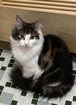 ノルウェージャンフォレストキャット【千葉県・男の子・2021年10月21日・ブラウン&ホワイト】の写真「大きく成長中なんです！隠れ三毛♂」