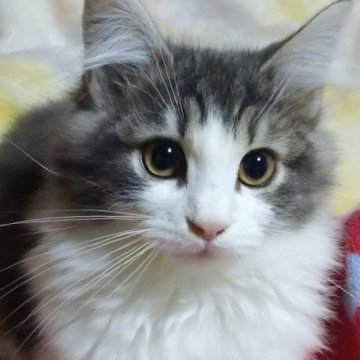 ノルウェージャンフォレストキャット【千葉県・女の子・2024年8月3日・ダイリューキャリコ（やわらか）】の写真「ツンデレ三毛ちゃん」