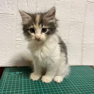 ノルウェージャンフォレストキャット【千葉県・女の子・2022年10月12日・ダイリュートキャリコ】の写真「ママ大好きな甘えん坊です」