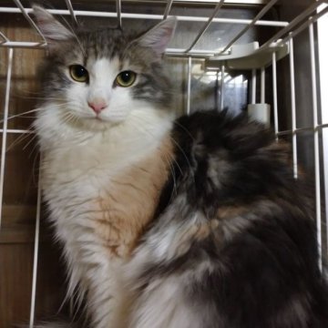 ノルウェージャンフォレストキャット【千葉県・女の子・2022年10月12日・ダイリュートキャリコ】の写真「人が大好きで、甘えん坊。
撫で心地が良い毛並み。」