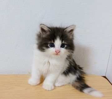 ノルウェージャンフォレストキャット【千葉県・女の子・2021年11月19日・ダイリュートキャリコ】の写真「ご飯大好き女の子！」