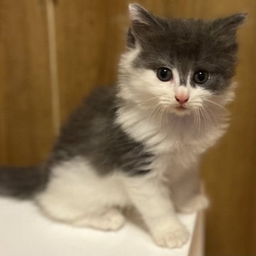 ノルウェージャンフォレストキャット【千葉県・女の子・2023年3月2日・ブルータビー&ホワイト】の写真「お鼻の模様が可愛い」