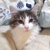 ノルウェージャンフォレストキャット