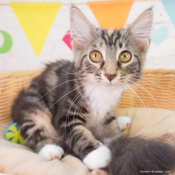 ID：2403-02817の子猫