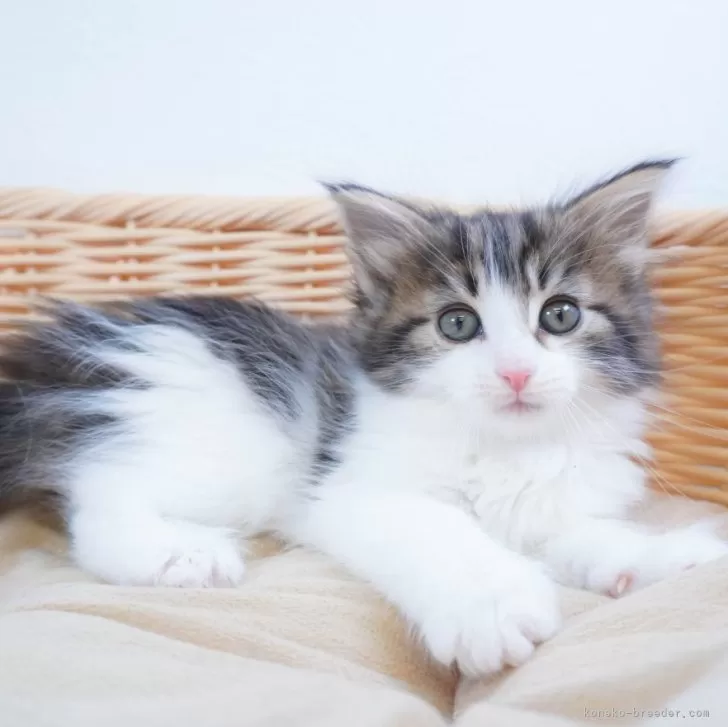 ID：2403-02813の子猫