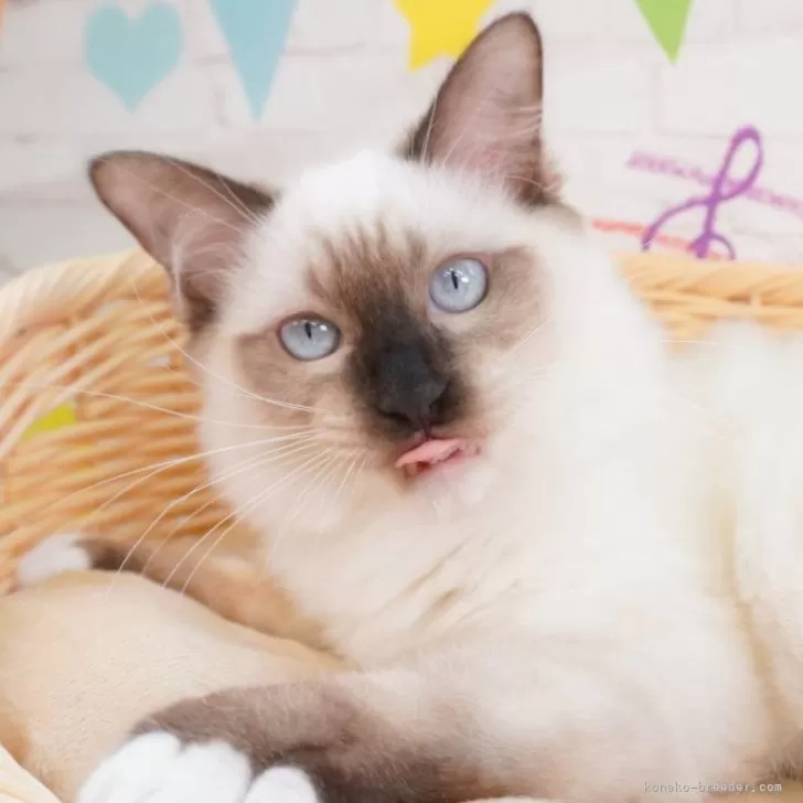 ID:2403-00890の子猫