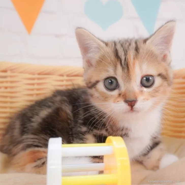 ID：2405-03375の子猫