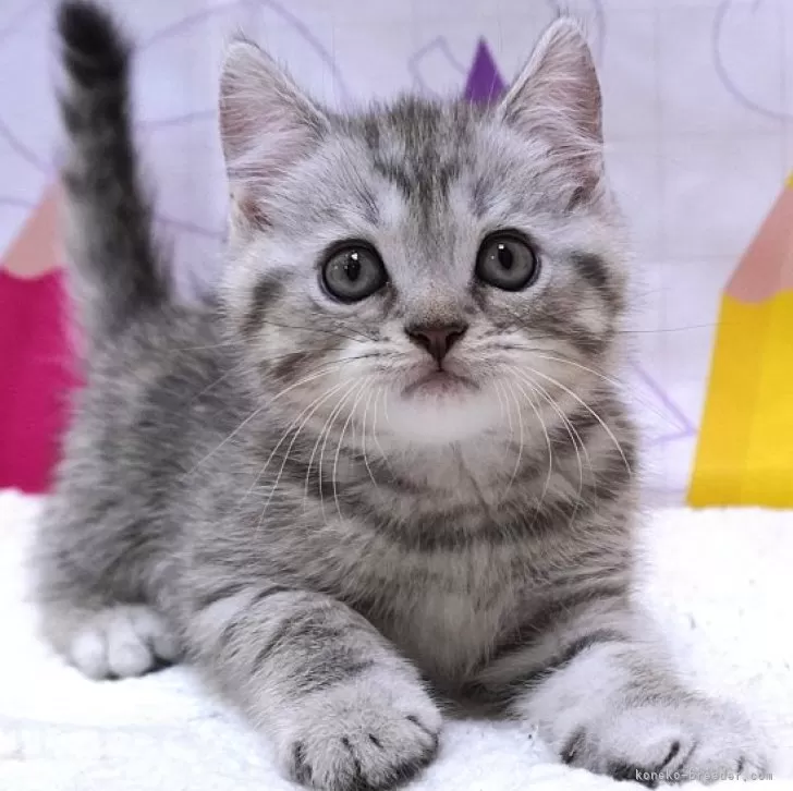 ID：2407-00462の子猫