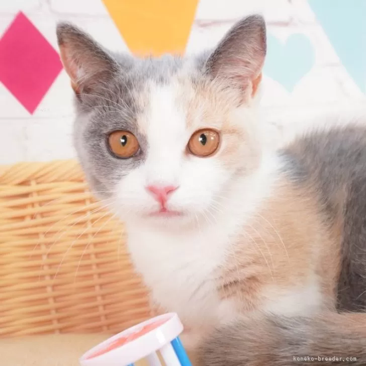 ID：2403-00894の子猫