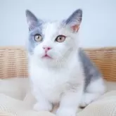 マンチカン(長足)【栃木県・女の子・2024年1月25日・ダイリュートキャリコ】の写真2「再撮影🐱生後120日」