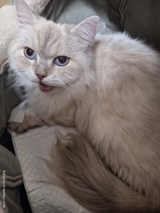 木津秀美ブリーダーのブログ：陣痛はじまりました。