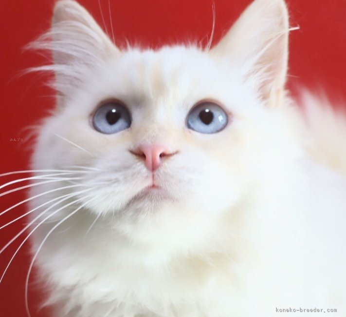 木津秀美ブリーダーのブログ：綺麗なブルーの瞳