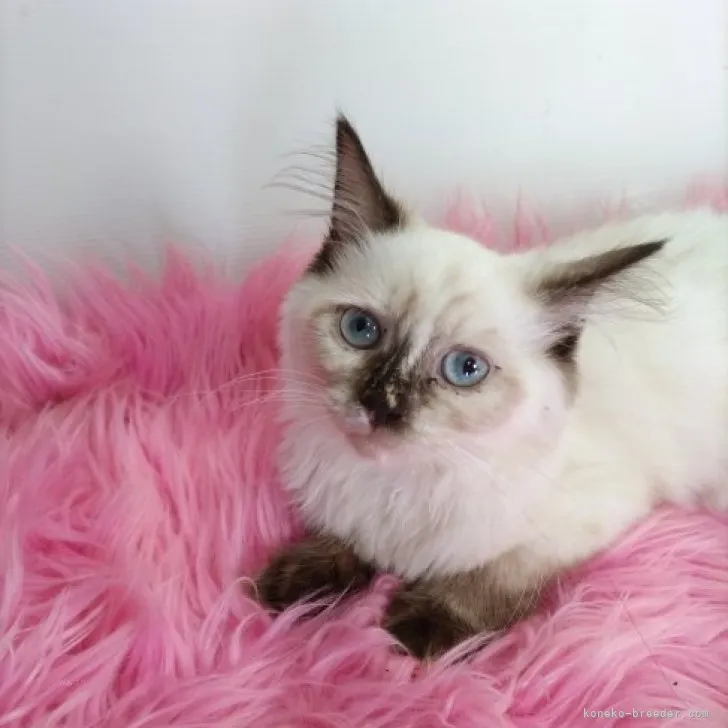 ID：2310-02620の子猫