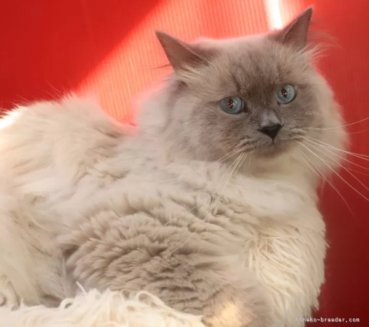 サイベリアン【千葉県・男の子・2023年6月22日・ブルーリンクスポイント】の写真1「ルパン君。名前呼ぶと走ってきます。」