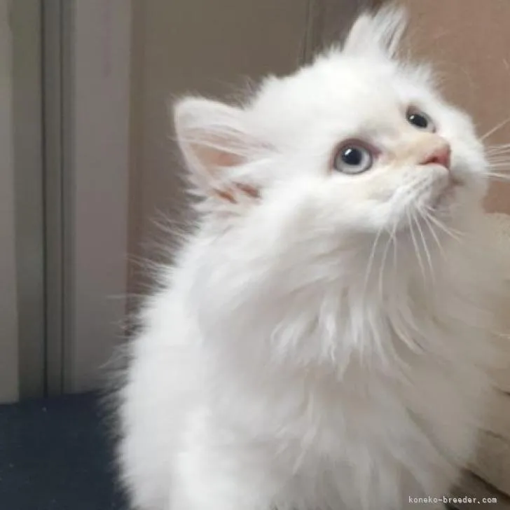 ID：2301-00852の子猫