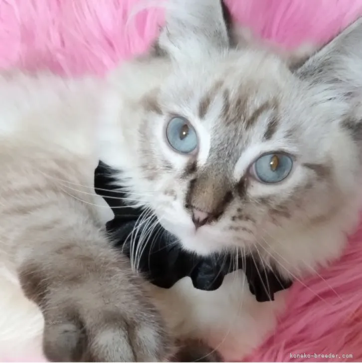 ID：2311-01981の子猫