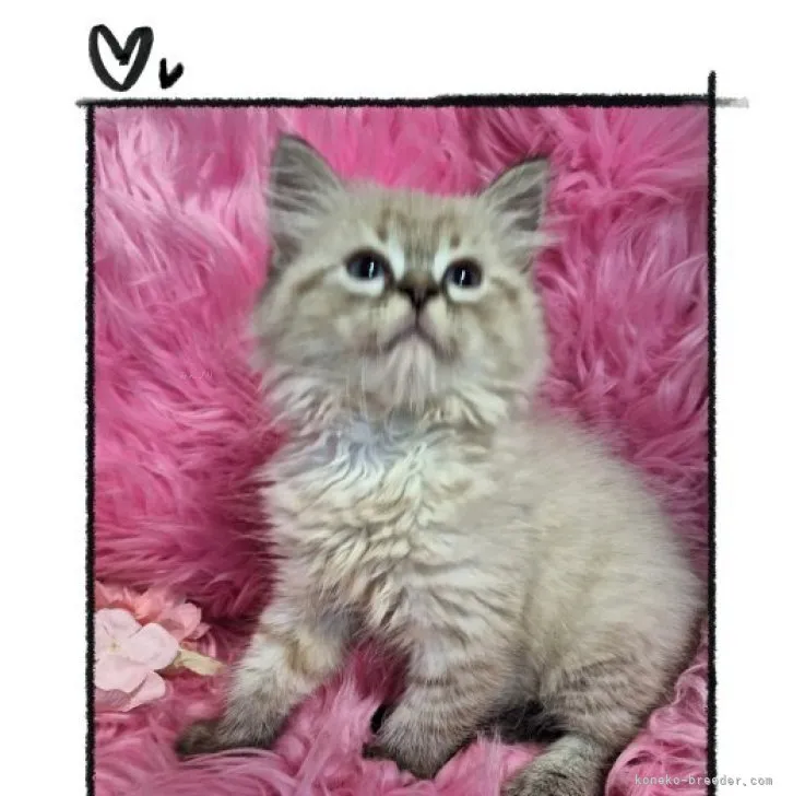 ID:2308-03268の子猫
