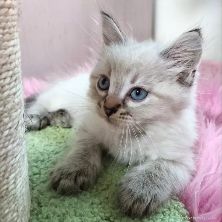 ID:2410-01531の子猫