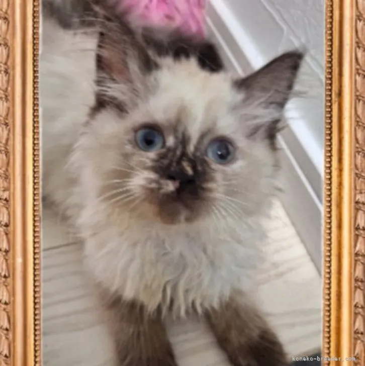 ID:2309-02285の子猫