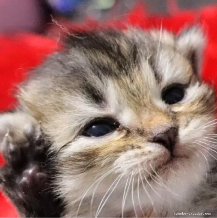 ID:2405-01306の子猫