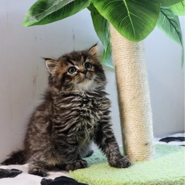 ID:2408-01200の子猫