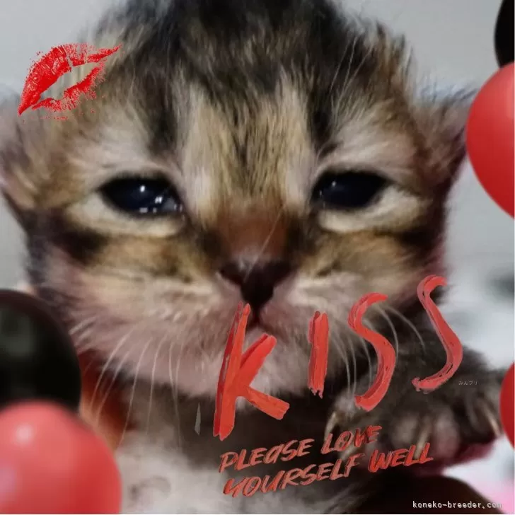ID:2405-00291の子猫