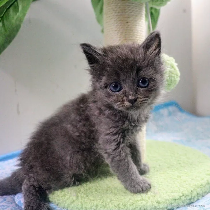 ID:2405-00469の子猫