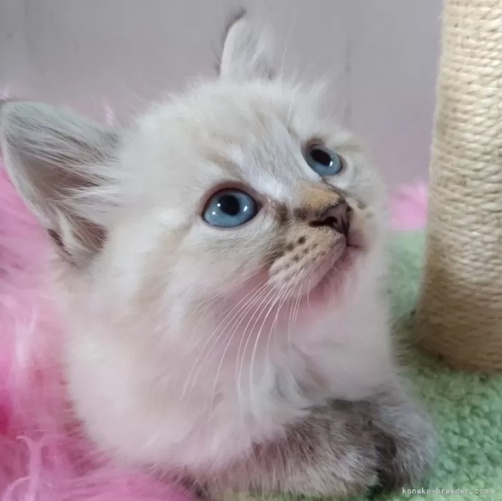 T.I 様のお迎えした子猫