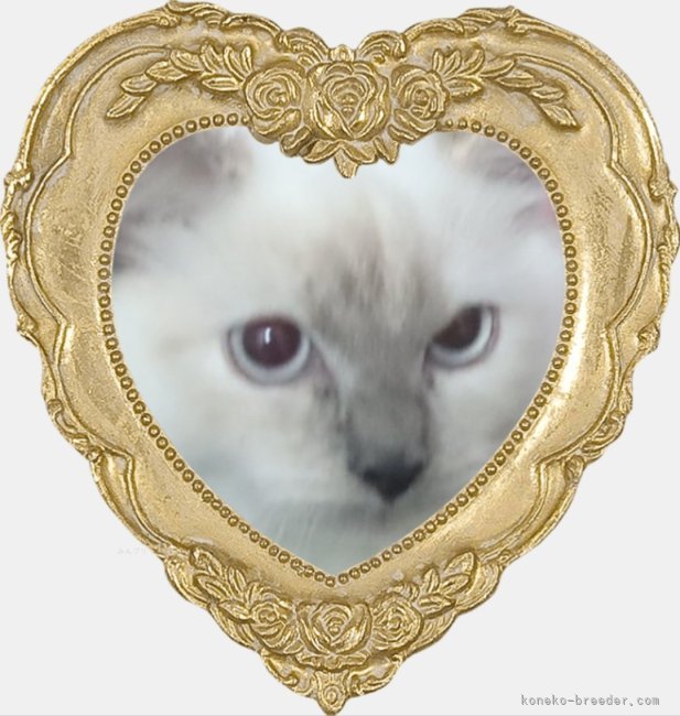 サイベリアン【・女の子・2025年5月2日・ブルーリンクスポイント】