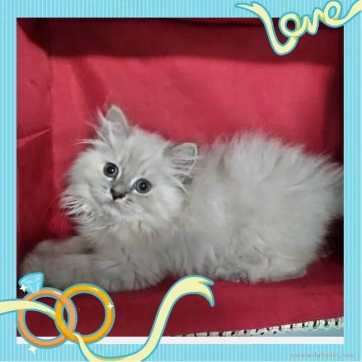 C 様のお迎えした子猫