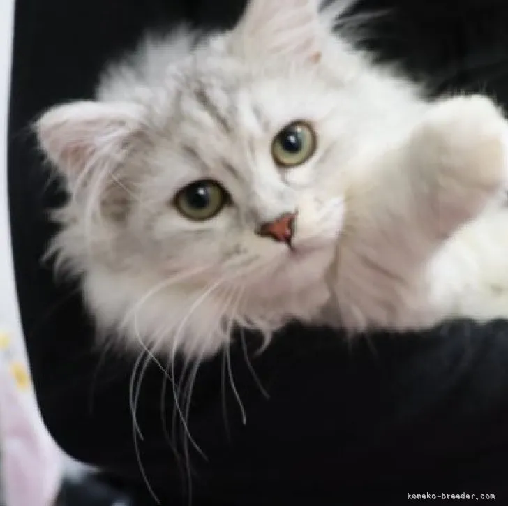 ID:2302-01199の子猫