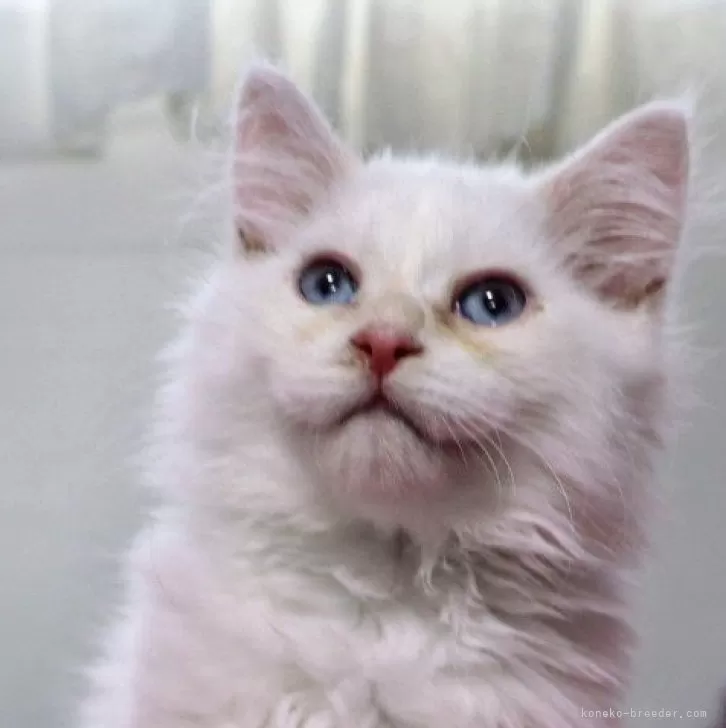 ID:2402-01704の子猫