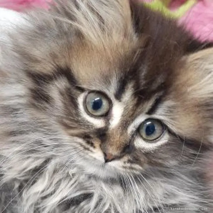 ID:2301-00854の子猫