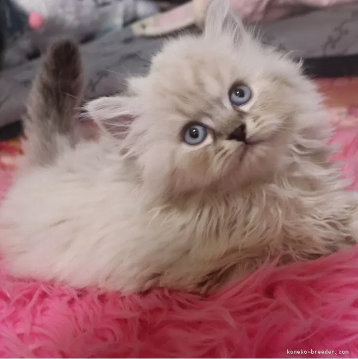 ID：2401-01122の子猫