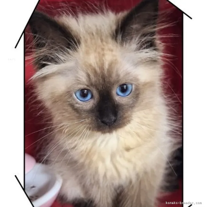 ID:2309-01008の子猫