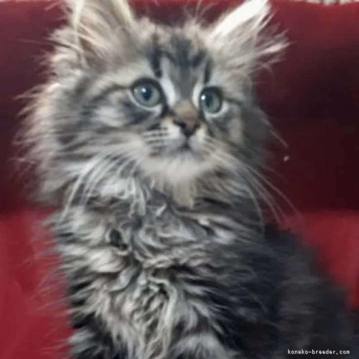 ID:2305-00934の子猫