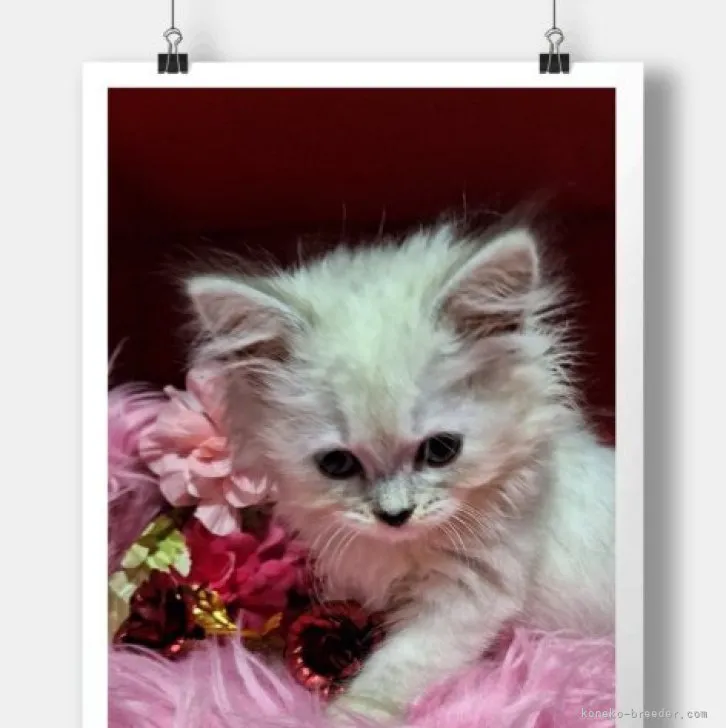 ID:2308-03269の子猫