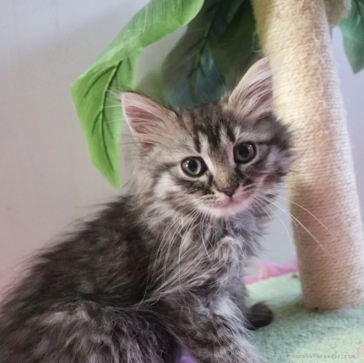 ID：2412-00700の子猫