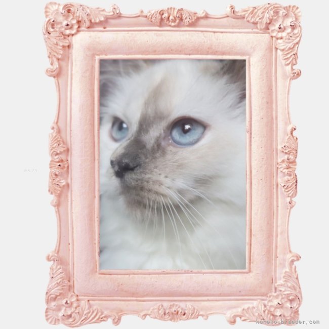 サイベリアン【・女の子・2025年5月2日・ブルーリンクスポイント】「キリッとしたお顔。とにかく瞳が綺麗。添い寝完璧猫ちゃん。」