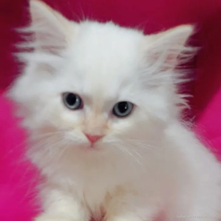 ID:2304-03492の子猫