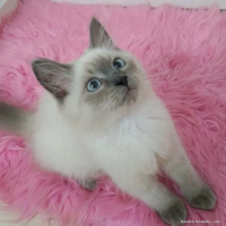 ID:2309-02470の子猫